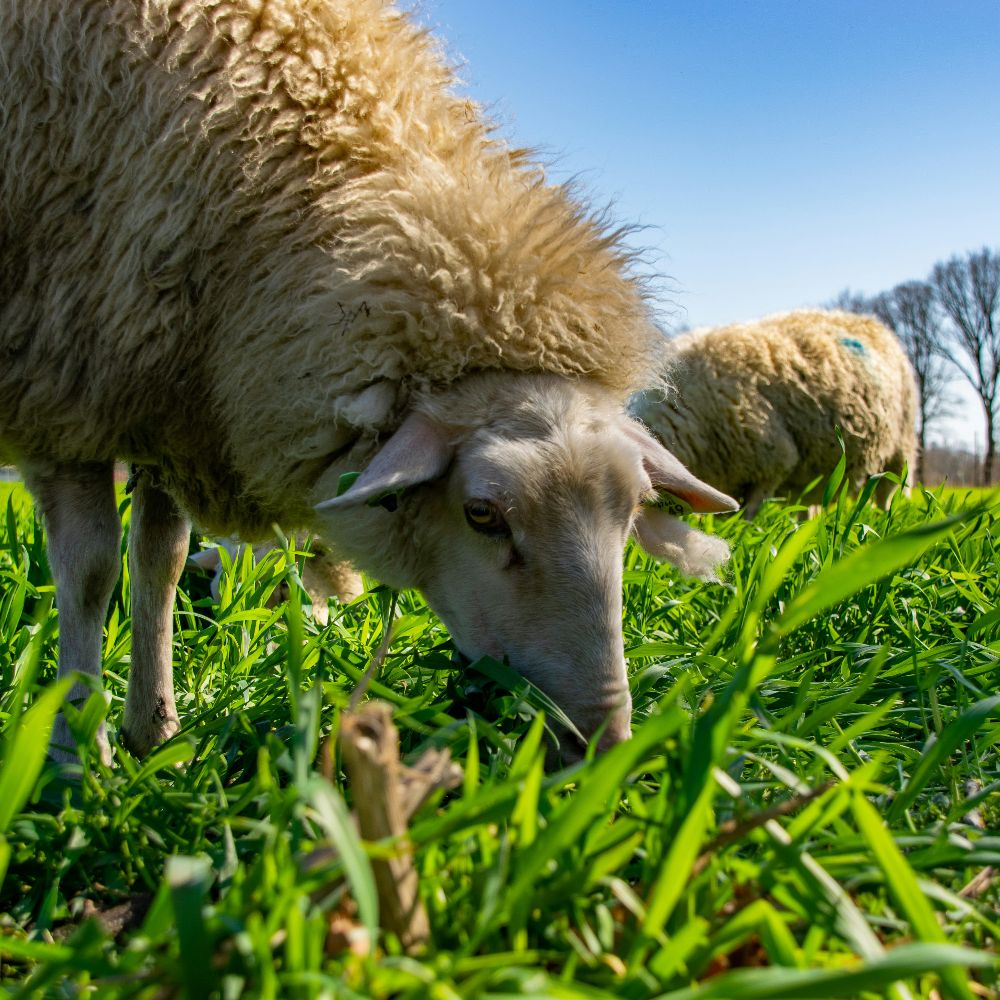 Image of Sheep Grazing from Five Winds Farm